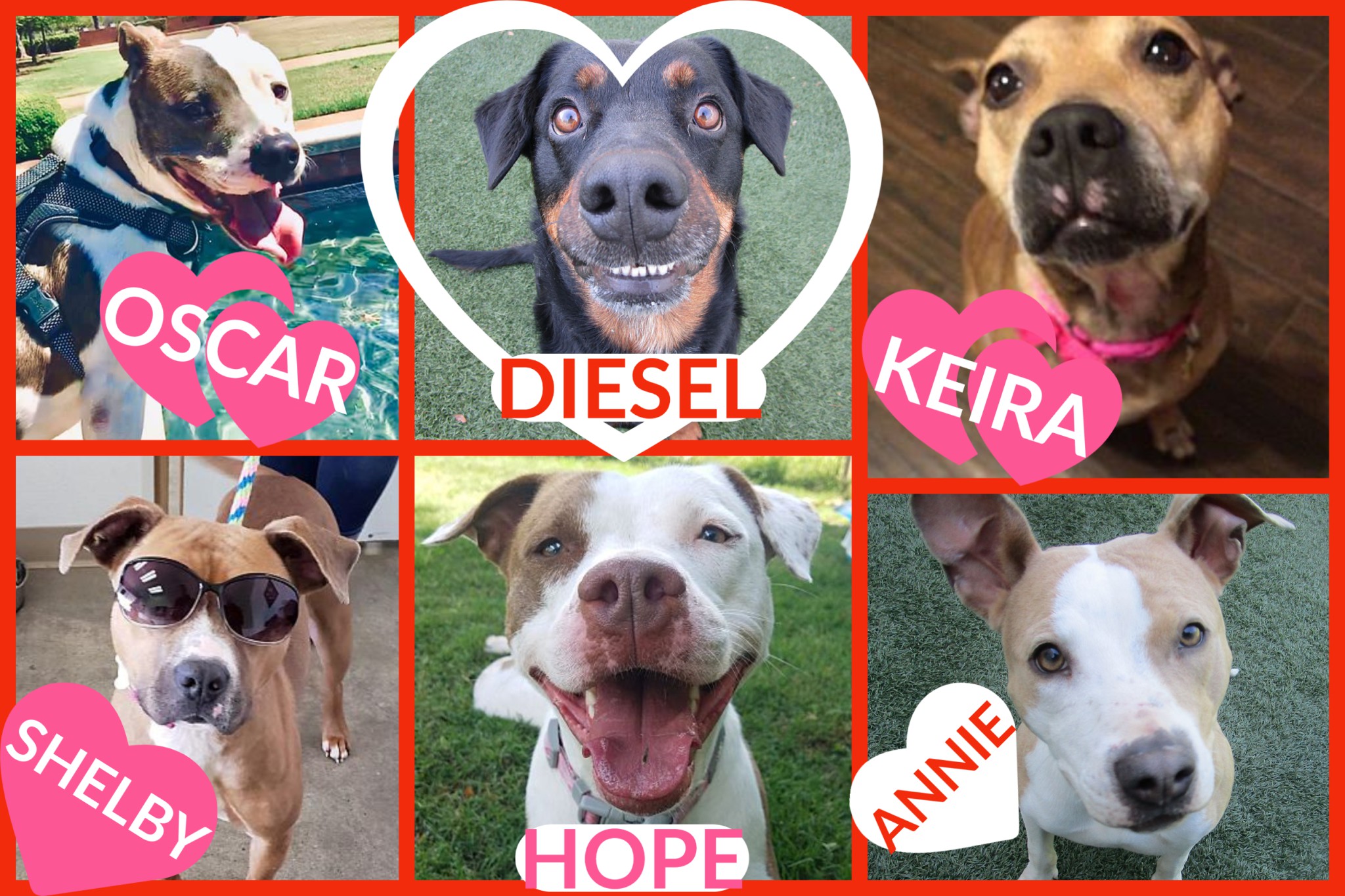 dorset dog rescue dogs needing homes